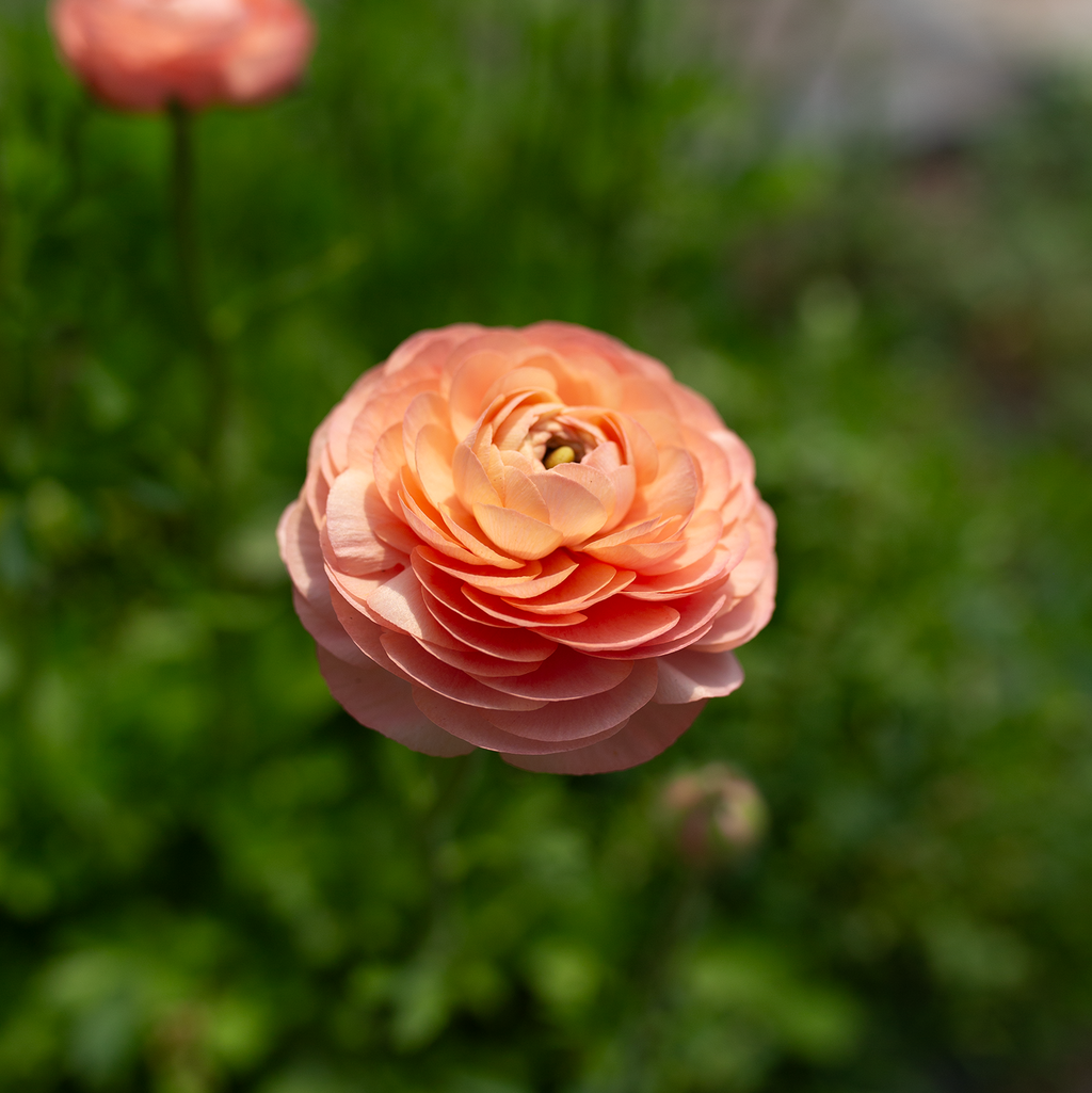 Ranunculus 'Tango'