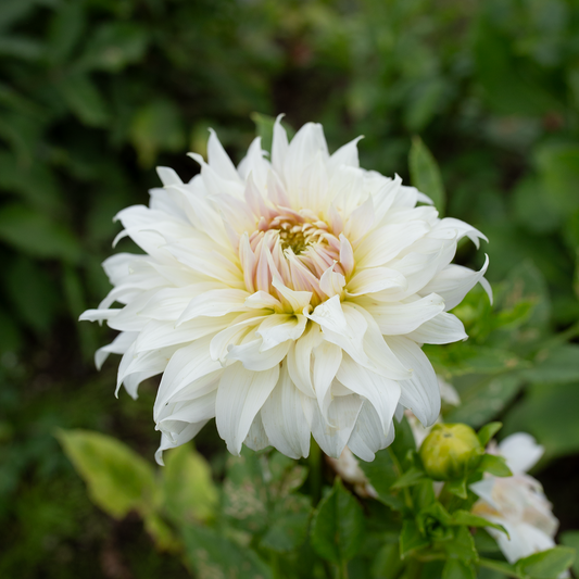 Dahlia 'Van Isle Mist'