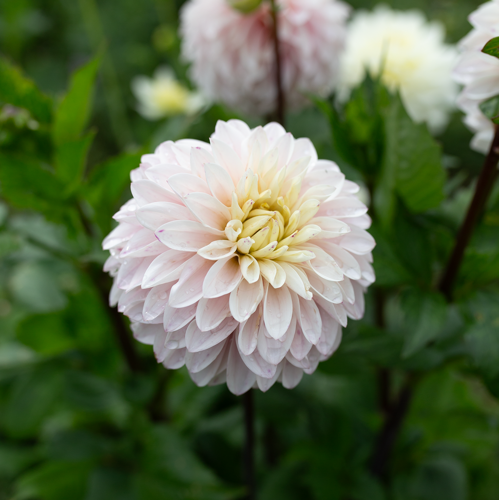 Dahlia 'Van Isle Powder'