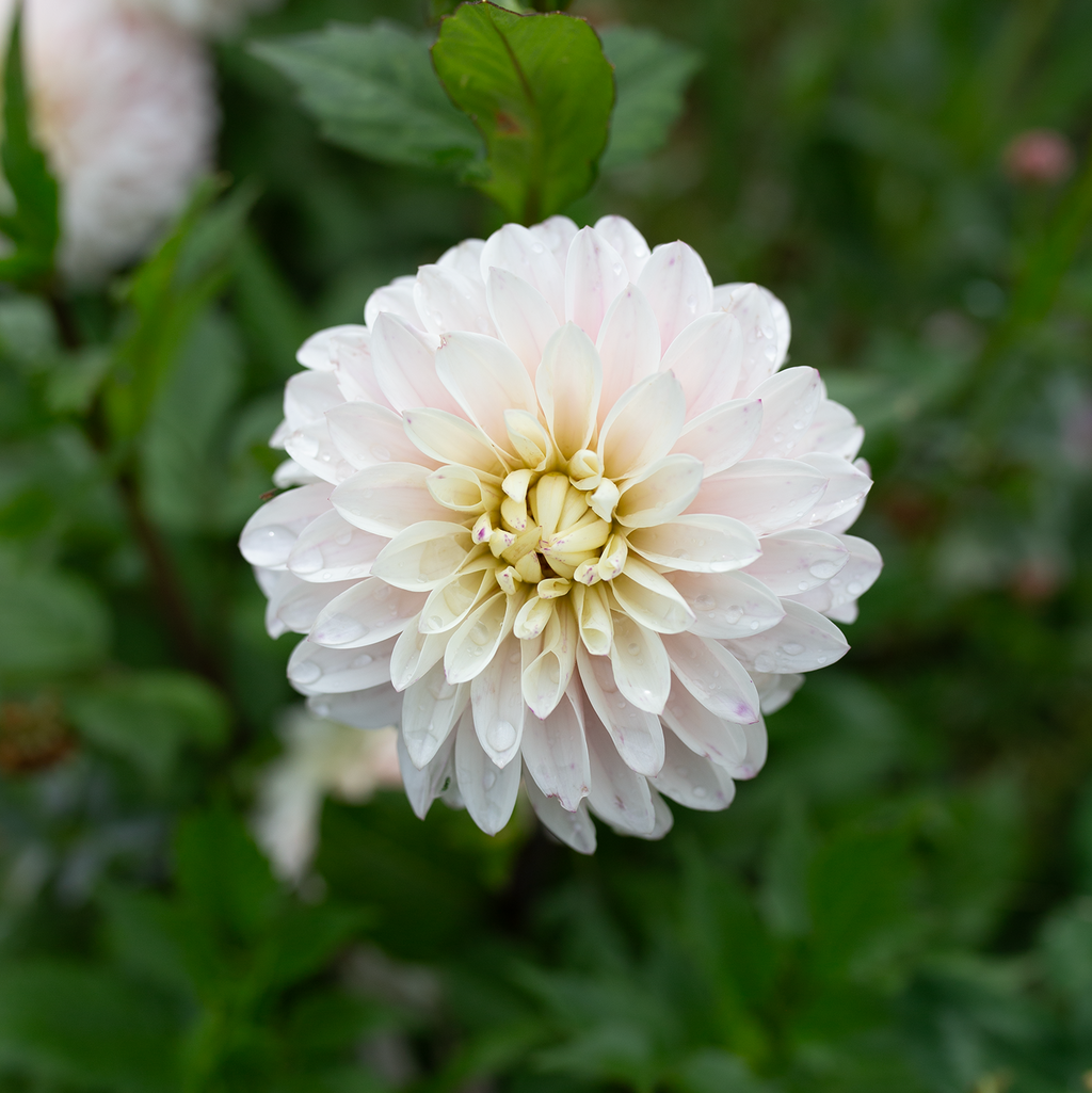 Dahlia 'Van Isle Powder'