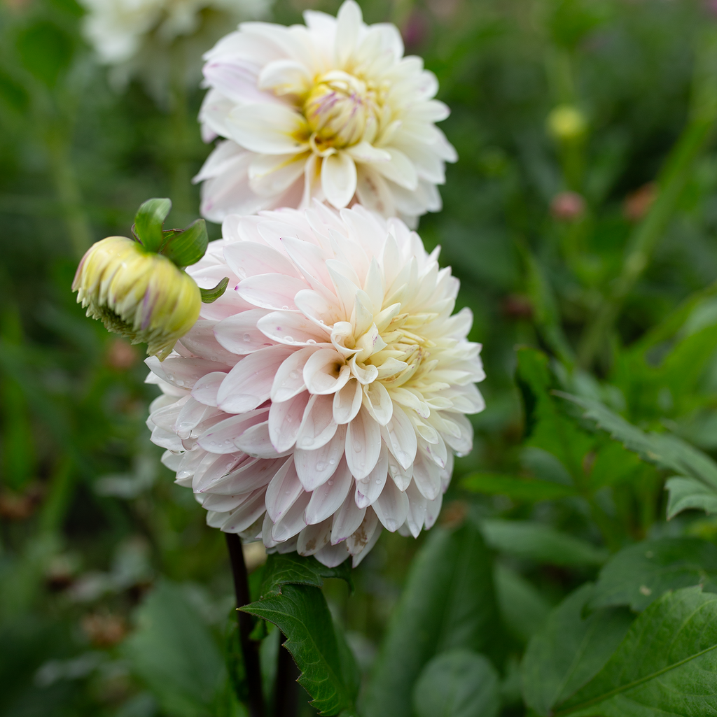Dahlia 'Van Isle Powder'