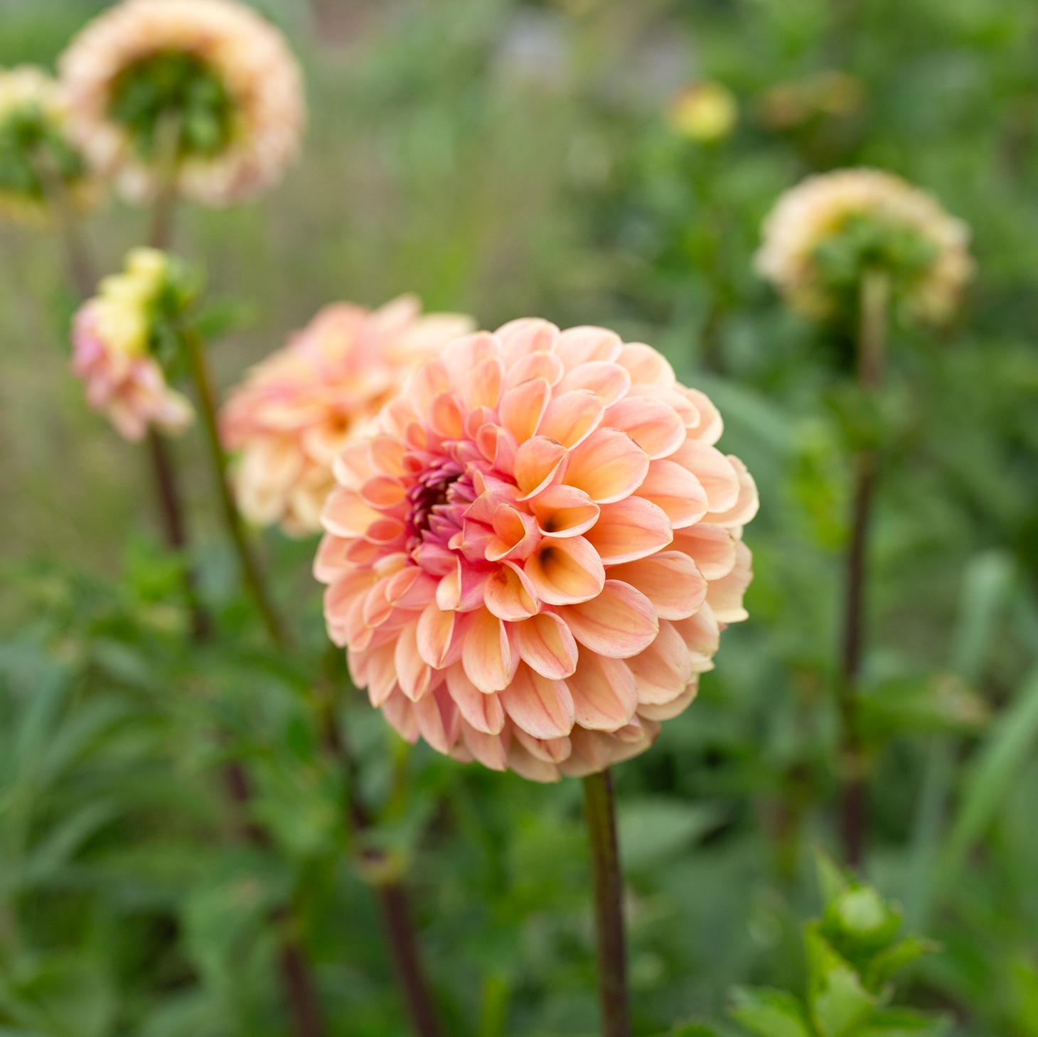 Dahlia 'Valley Tawny'