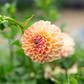 Dahlia 'Valley Tawny'