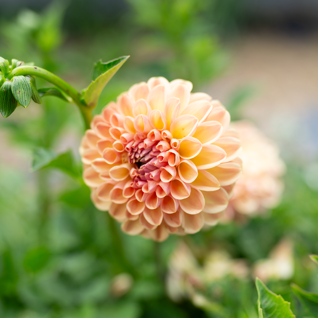 Dahlia 'Valley Tawny'