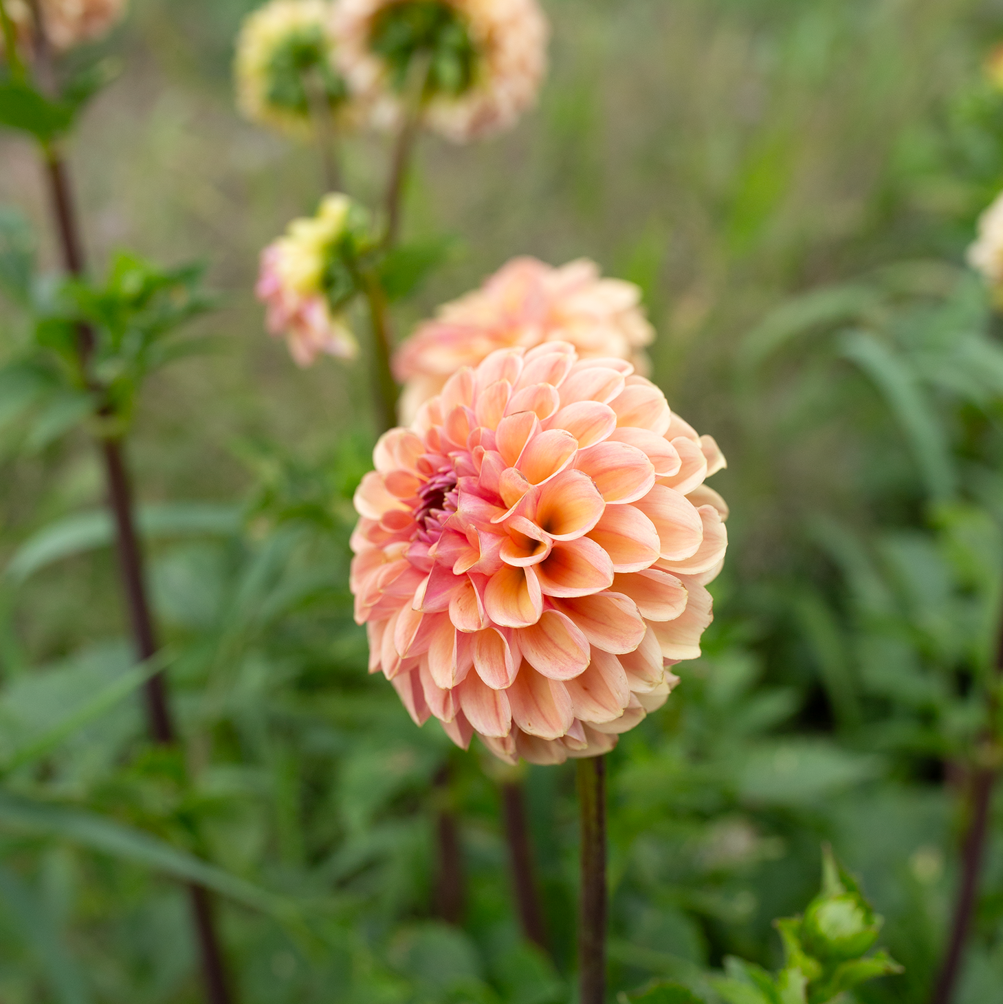 Dahlia 'Valley Tawny'