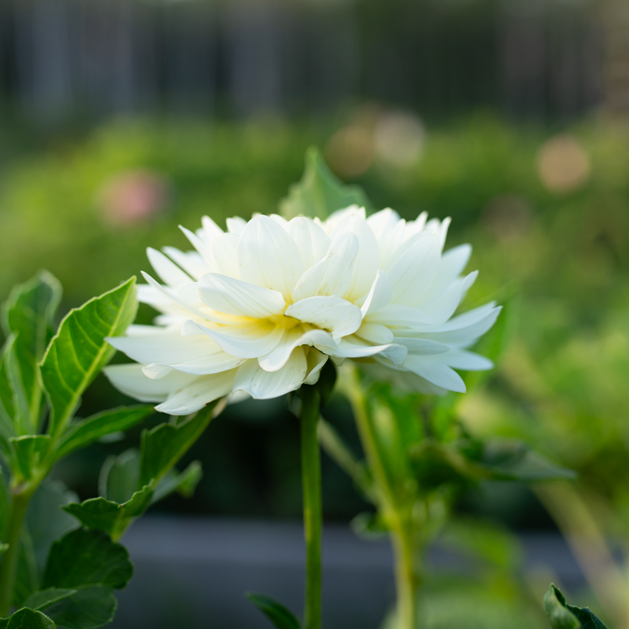 Dahlia 'Van Isle Cirrus'