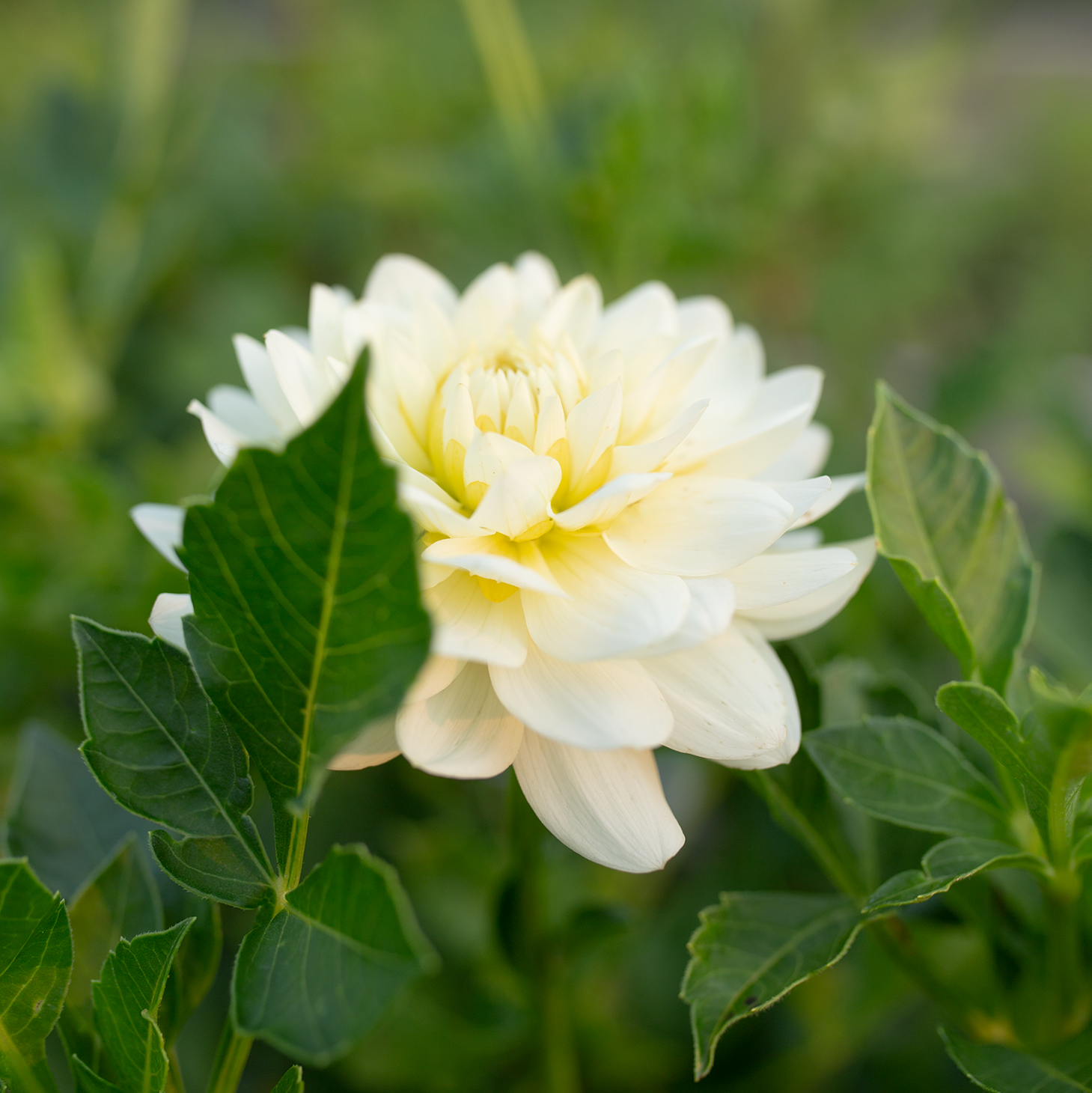 Dahlia 'Van Isle Cirrus'