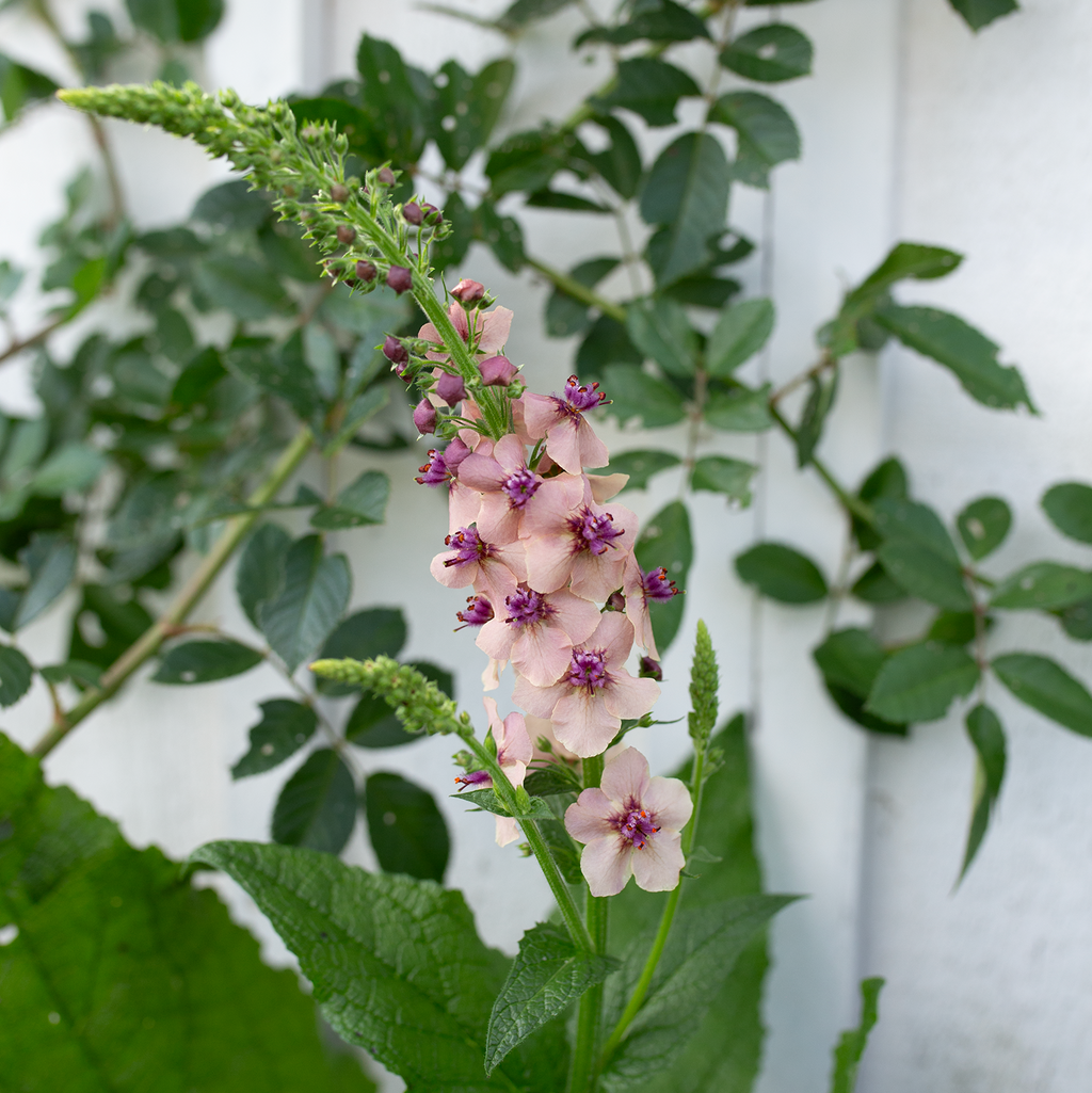 Verbascum 'Southern Charm'