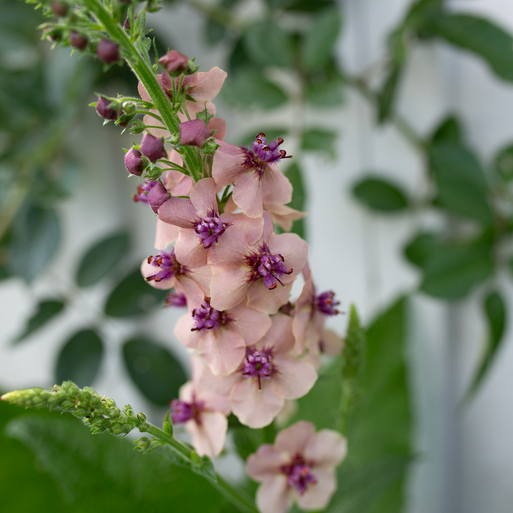 Verbascum 'Southern Charm'