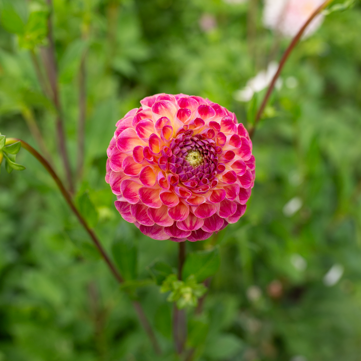 Dahlia 'Verkist Cosmic'