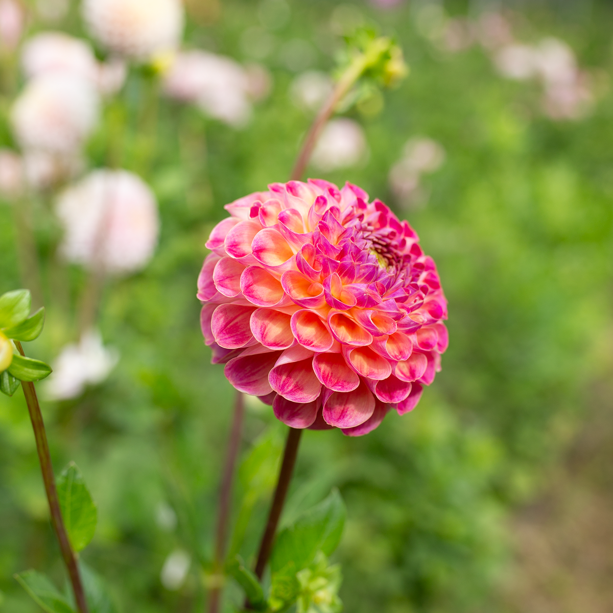 Dahlia 'Verkist Cosmic'
