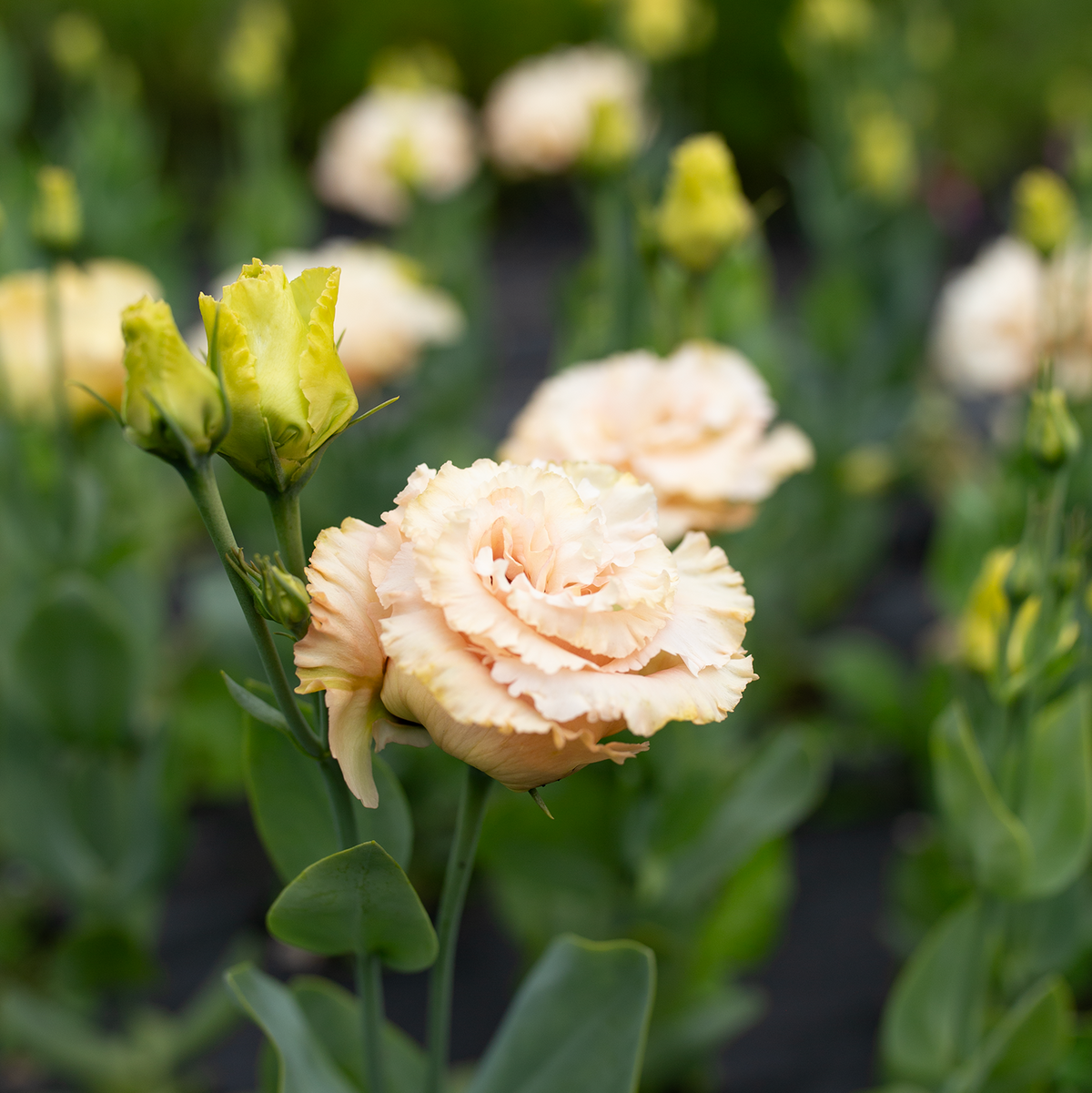 Lisianthus 'Voyage Apricot'