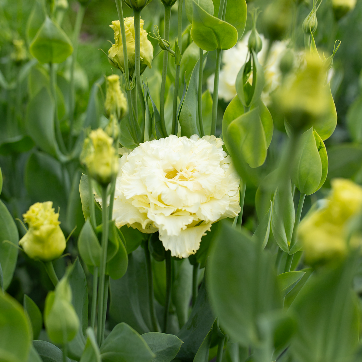 Lisianthus 'Gold'