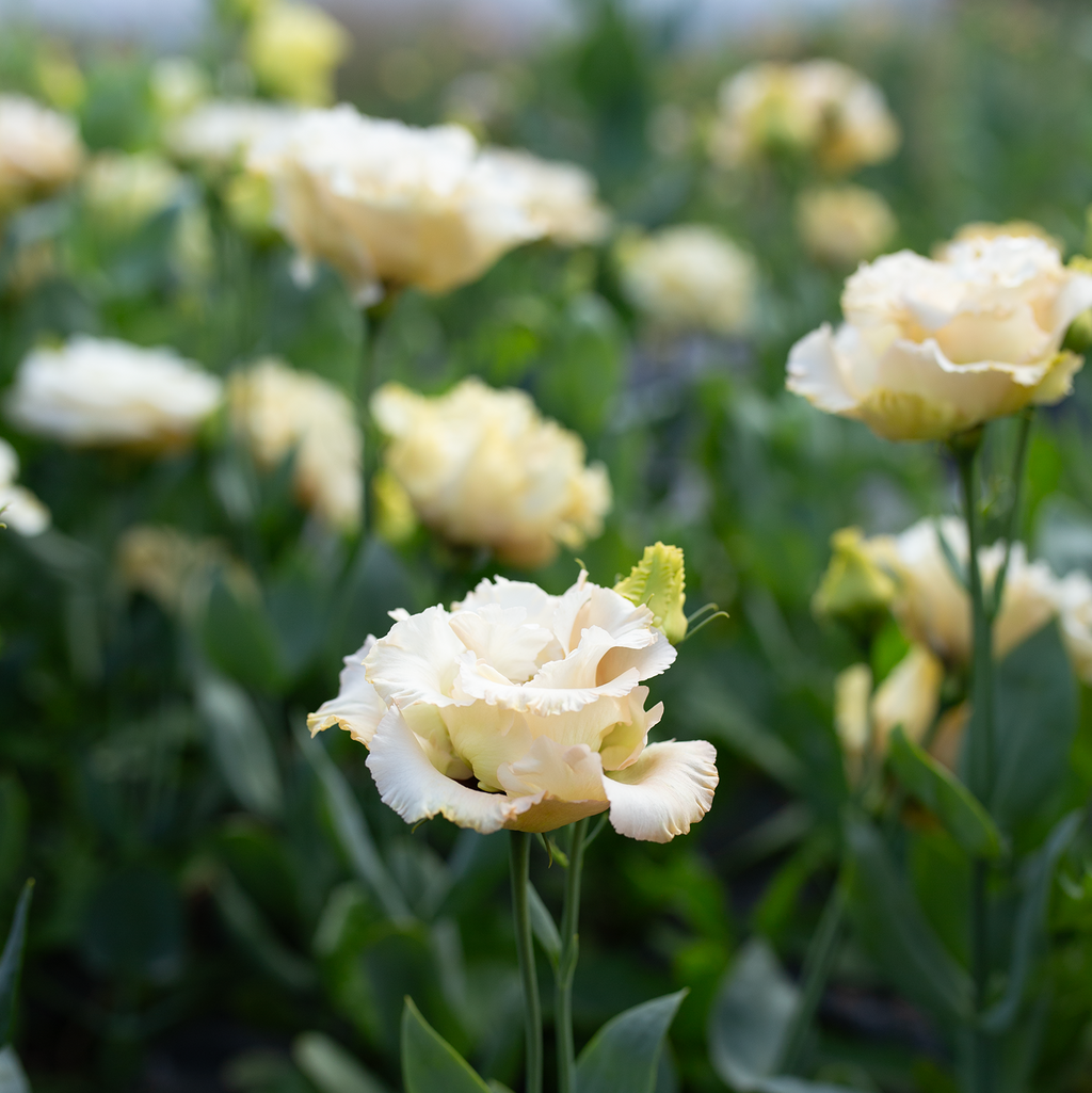 Lisianthus 'Voyage Champagne'