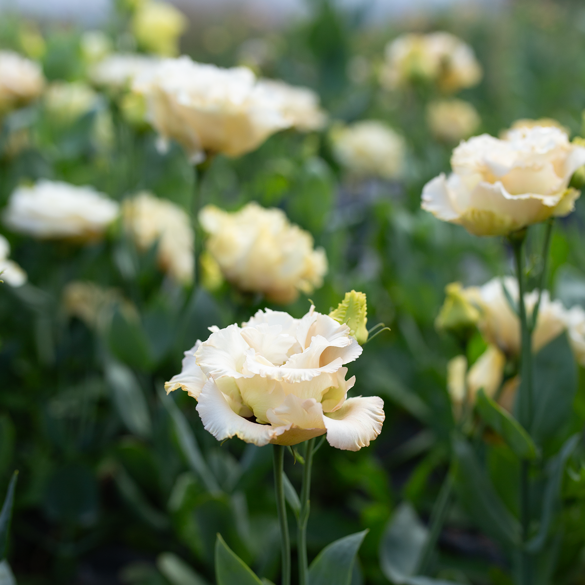 Lisianthus 'Voyage Champagne'