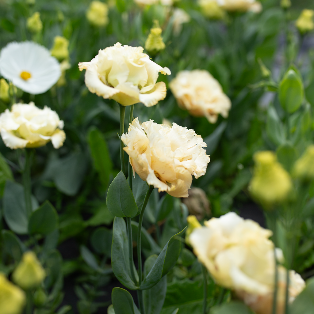 Lisianthus 'Voyage Champagne'