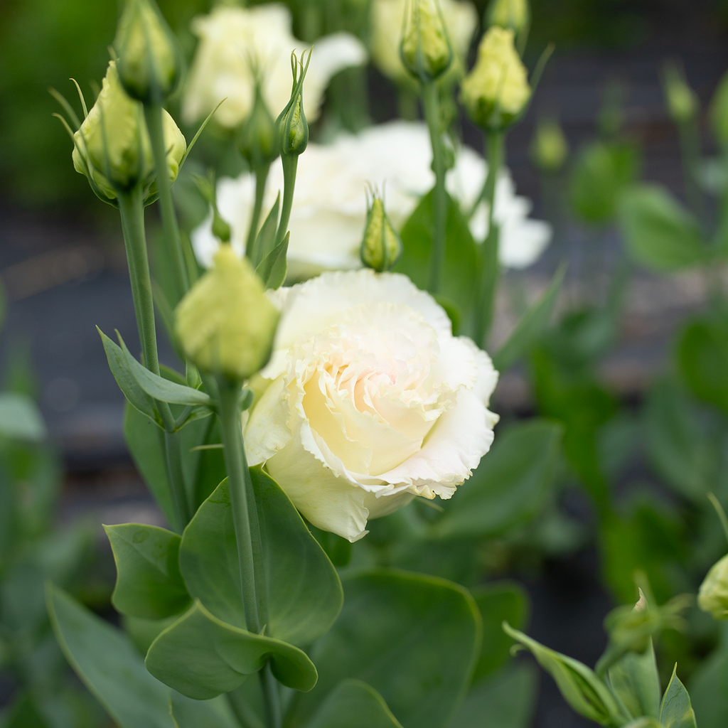 Lisianthus 'Voyage First Love'