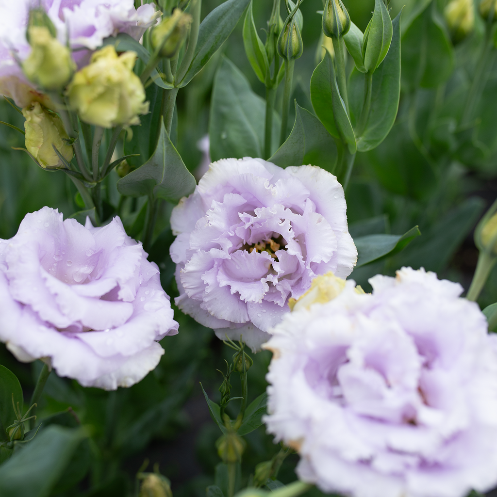 Lisianthus 'Voyage Lavender'