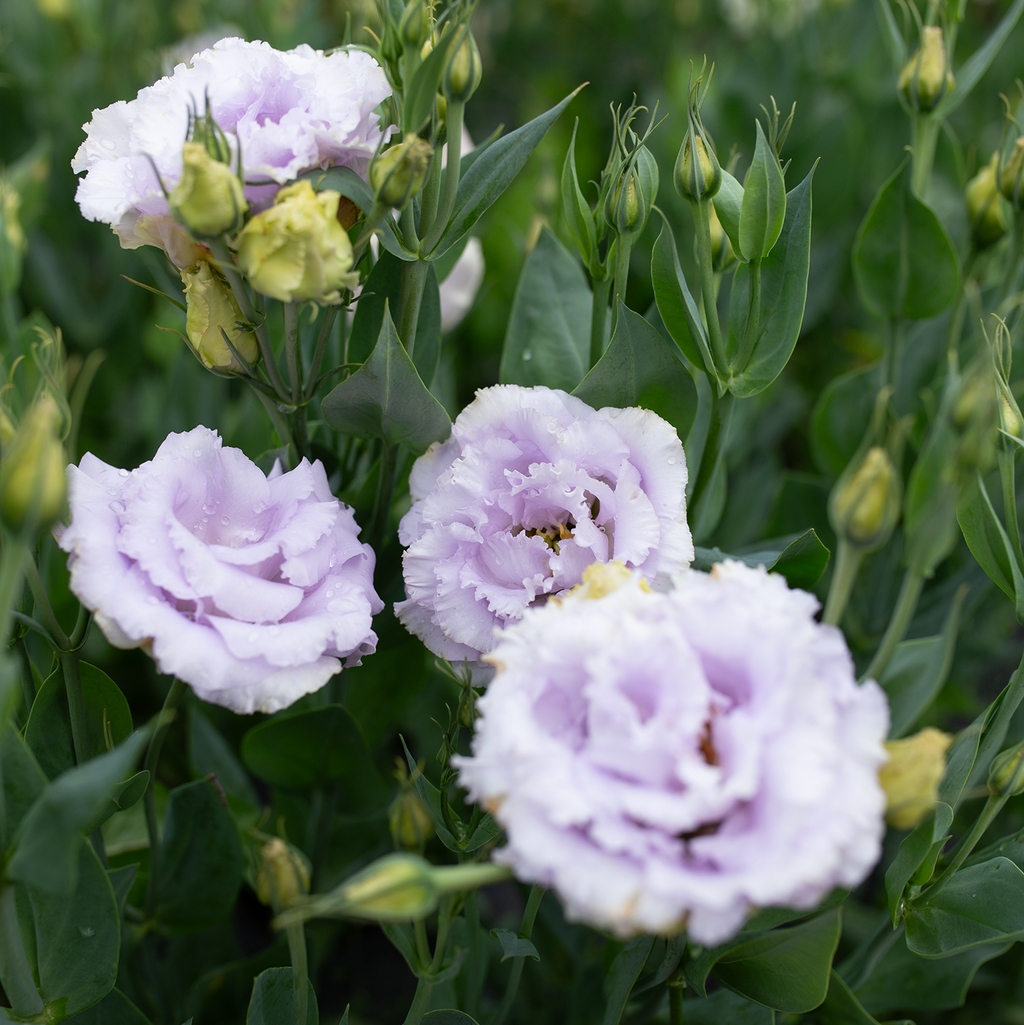 Lisianthus 'Voyage Lavender'