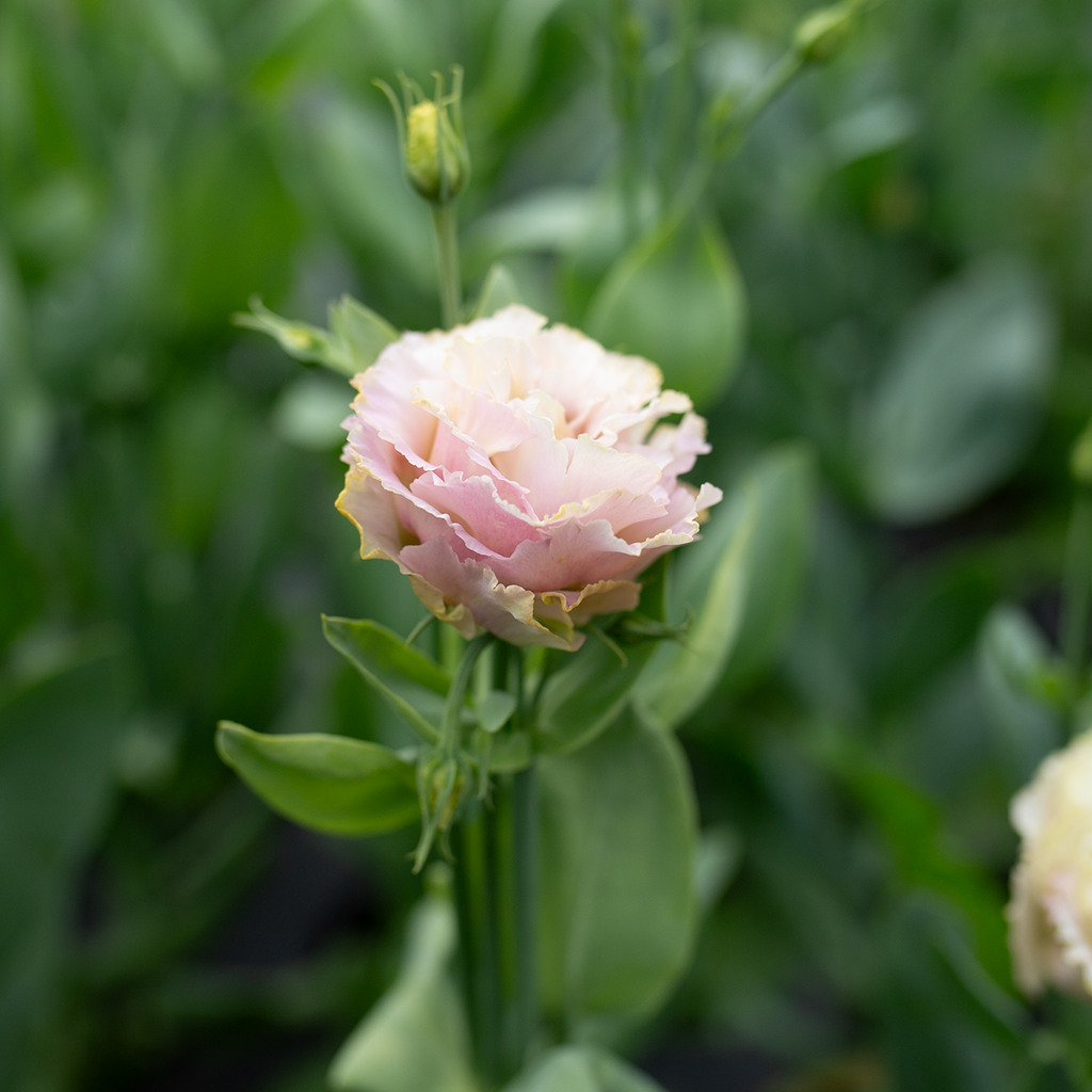 Lisianthus 'Voyage Light Pink'