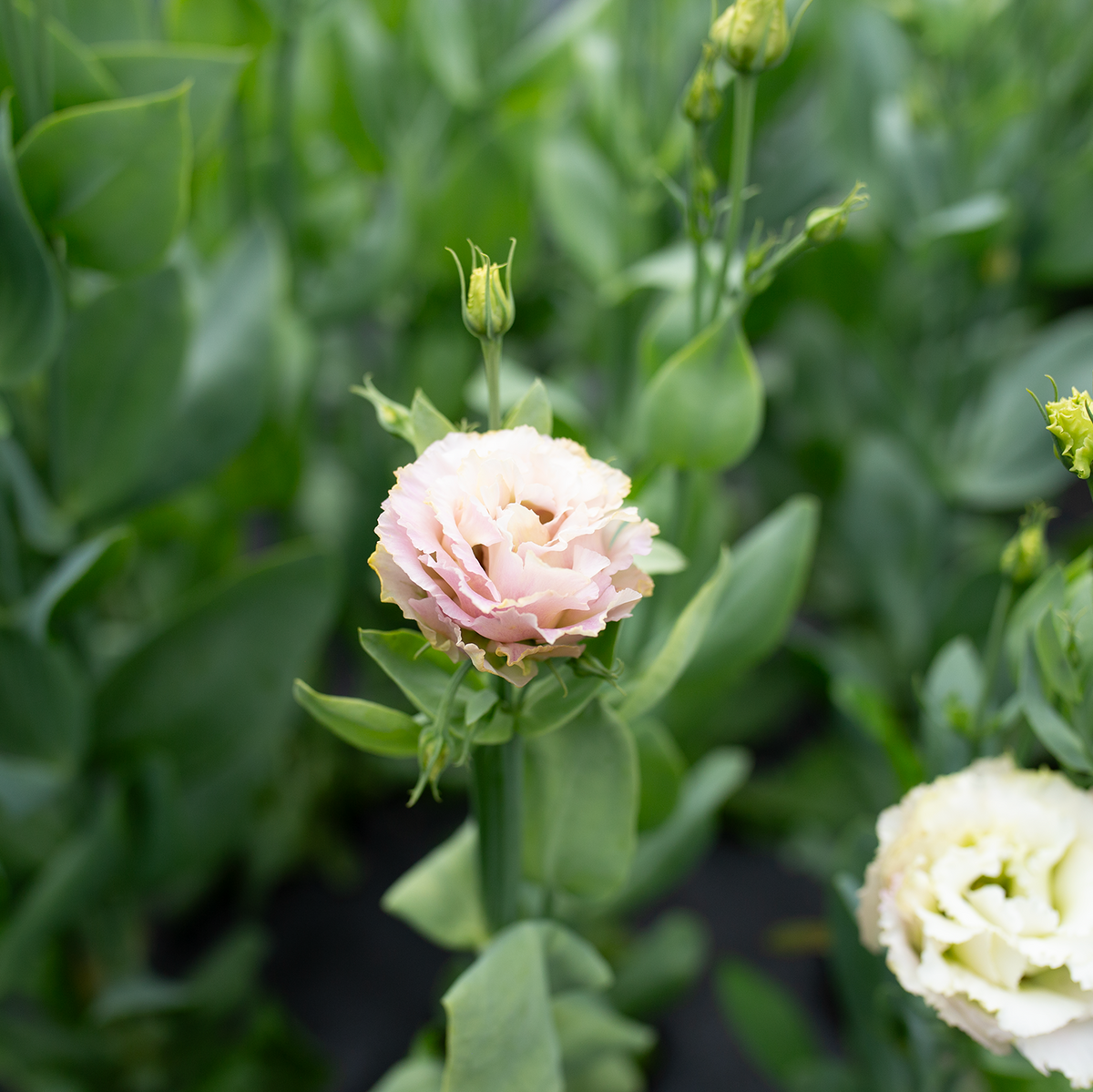 Lisianthus 'Voyage Light Pink'