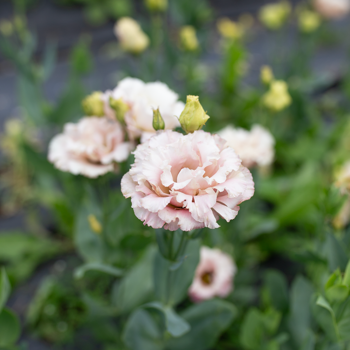 Lisianthus 'Voyage Light Pink'