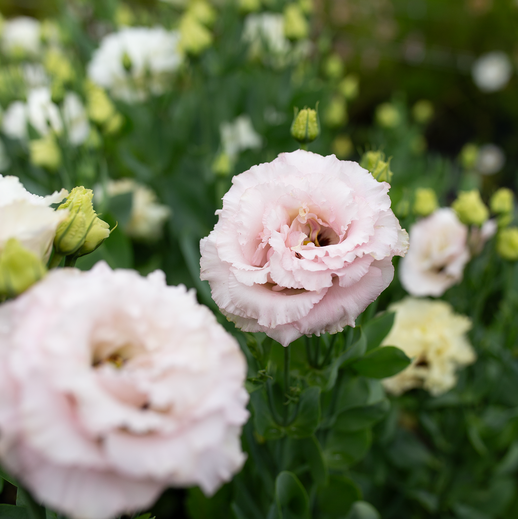 Lisianthus 'Voyage Light Pink'