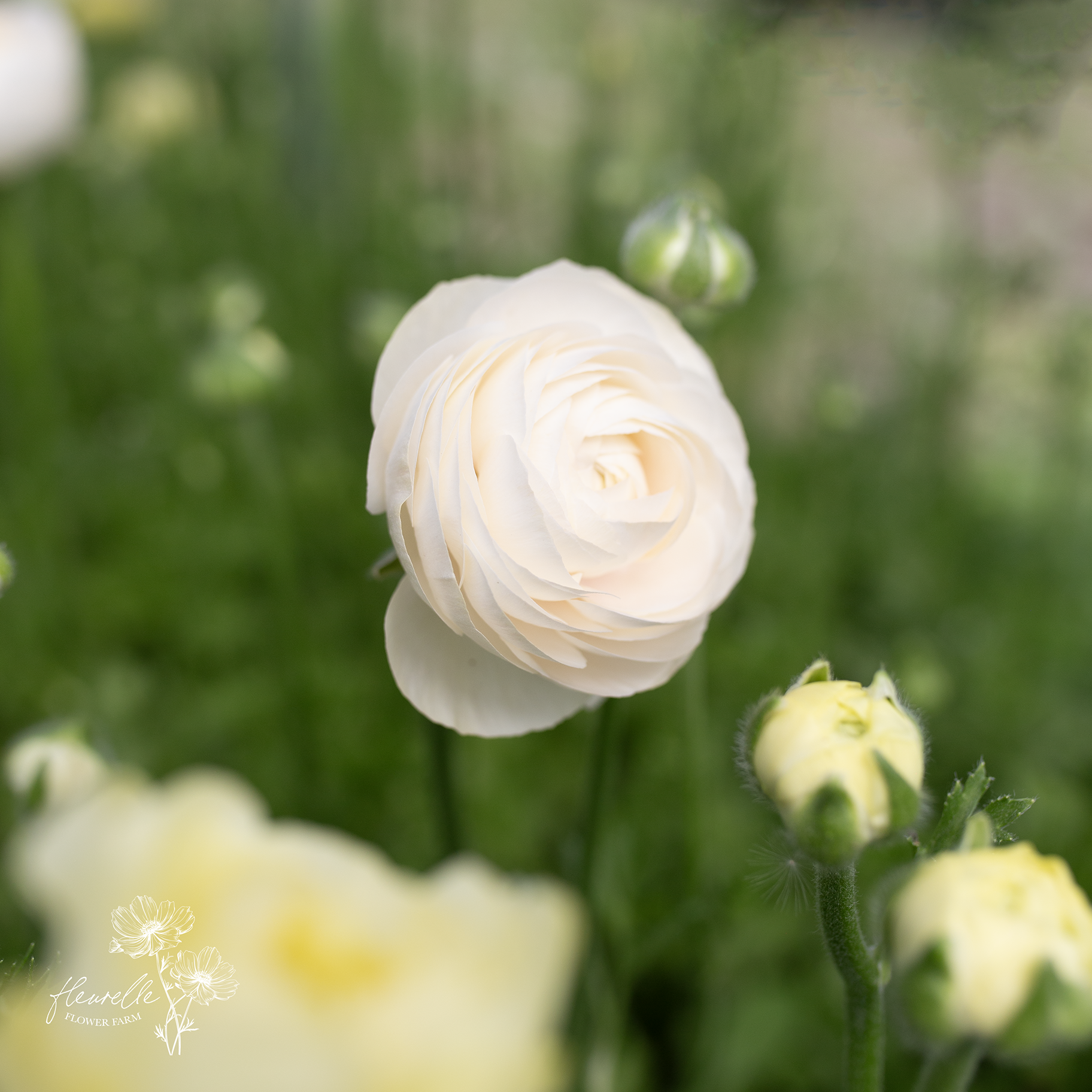 Ranunculus 'Wedding Pastel'