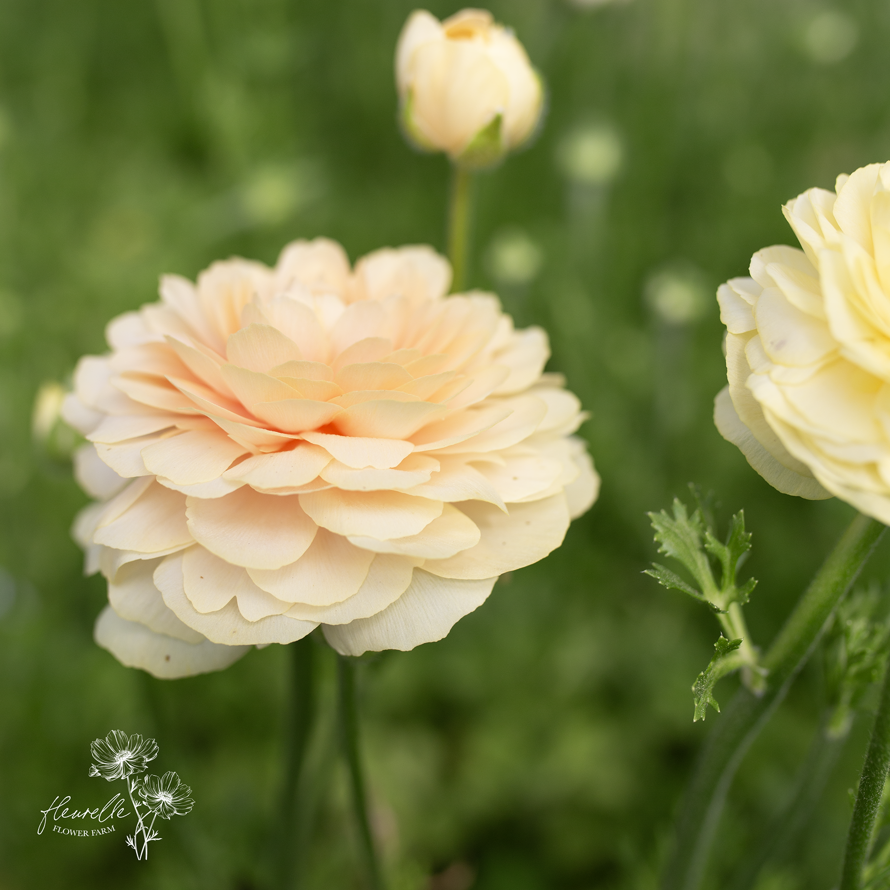 Ranunculus 'Wedding Pastel'