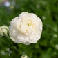 Ranunculus 'Wedding Pastel'