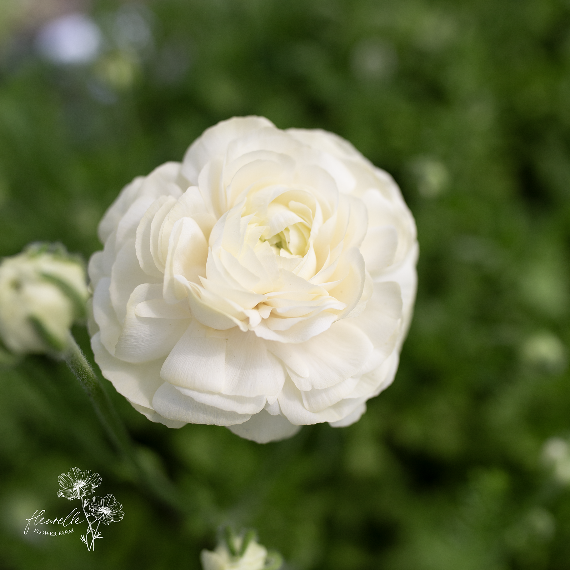 Ranunculus 'Wedding Pastel'