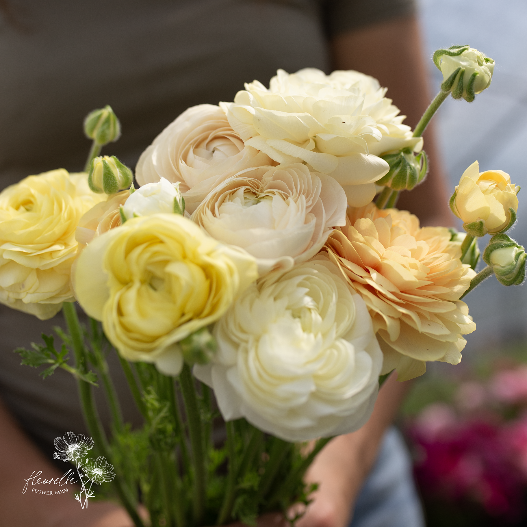 Ranunculus 'Wedding Pastel'