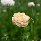 Ranunculus 'Wedding Pastel'
