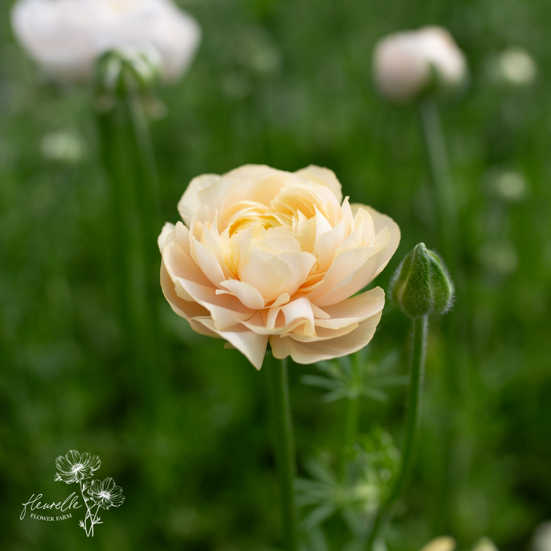 Ranunculus 'Wedding Pastel'