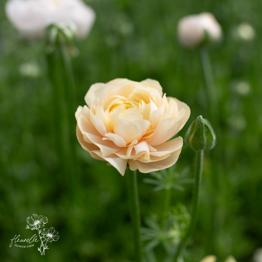 Ranunculus 'Wedding Pastel'