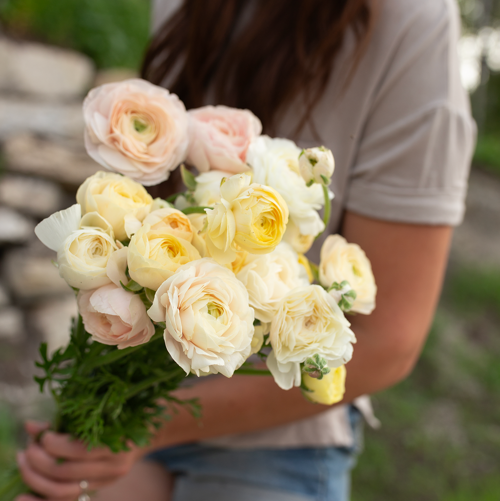 Ranunculus 'Wedding Pastel'