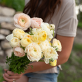 Ranunculus 'Wedding Pastel'