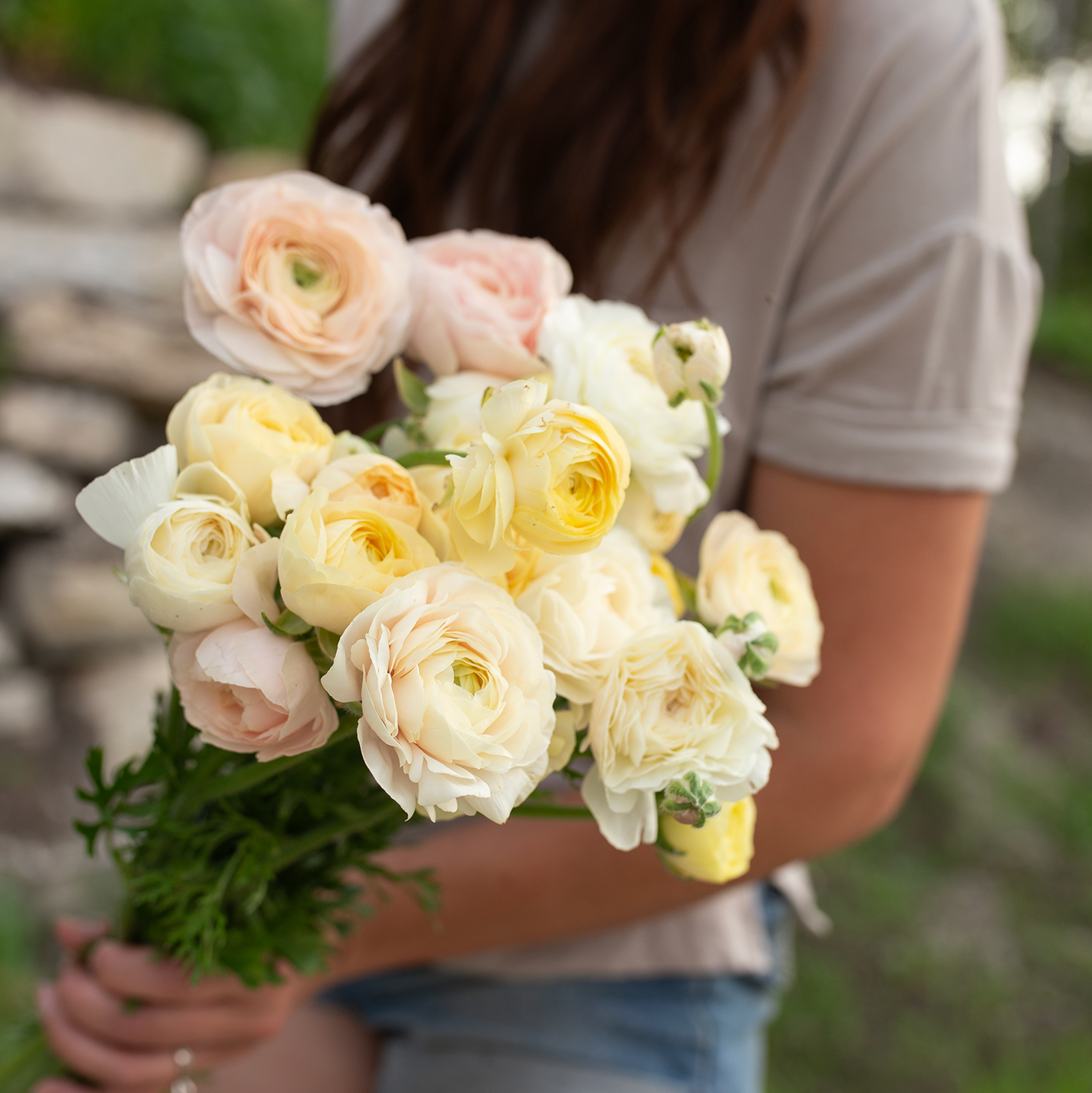 Ranunculus 'Wedding Pastel'