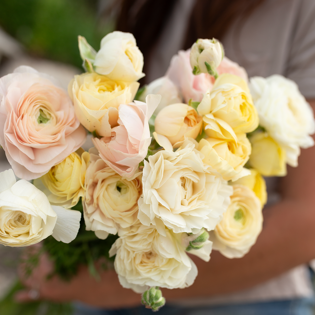 Ranunculus 'Wedding Pastel'