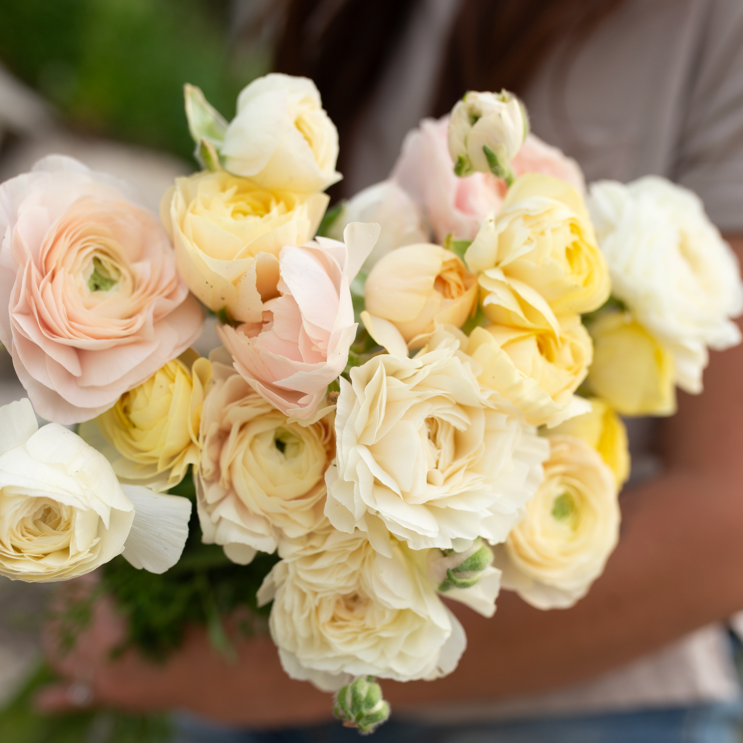 Ranunculus 'Wedding Pastel'
