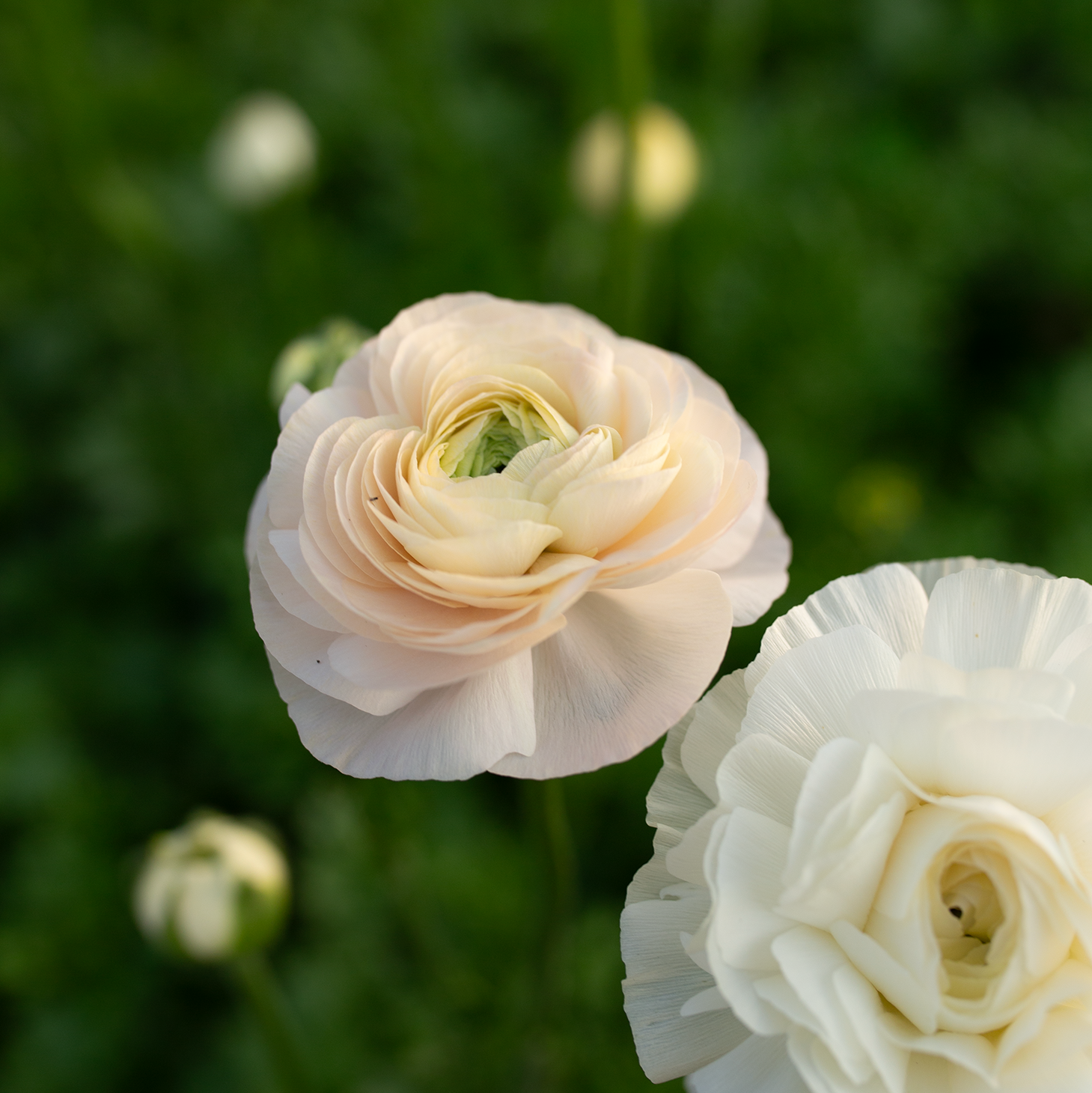 Ranunculus 'Wedding Pastel'