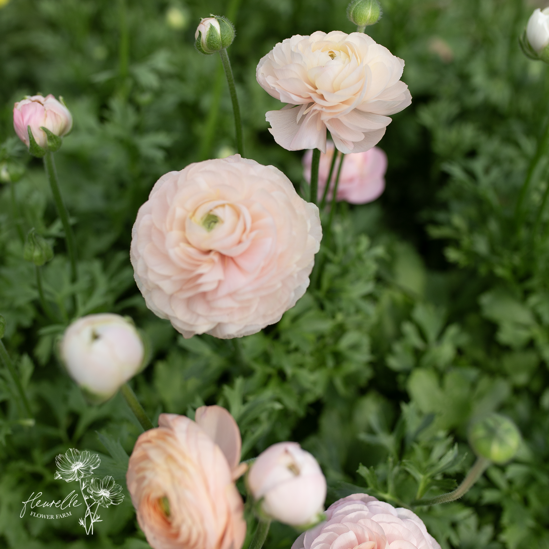 Ranunculus 'Wedding Pastel'
