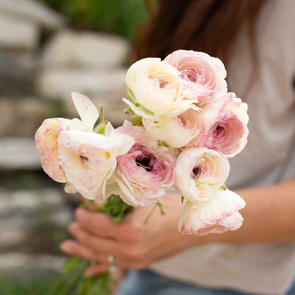 Ranunculus 'White Picotée'