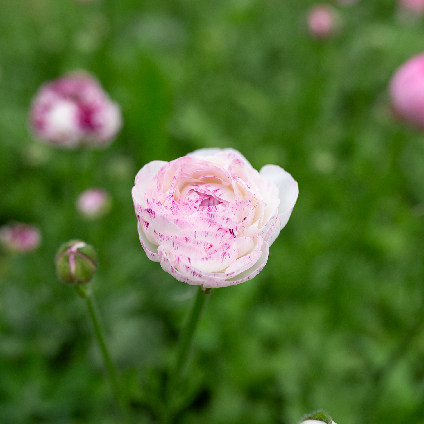 Ranunculus 'White Picotée'
