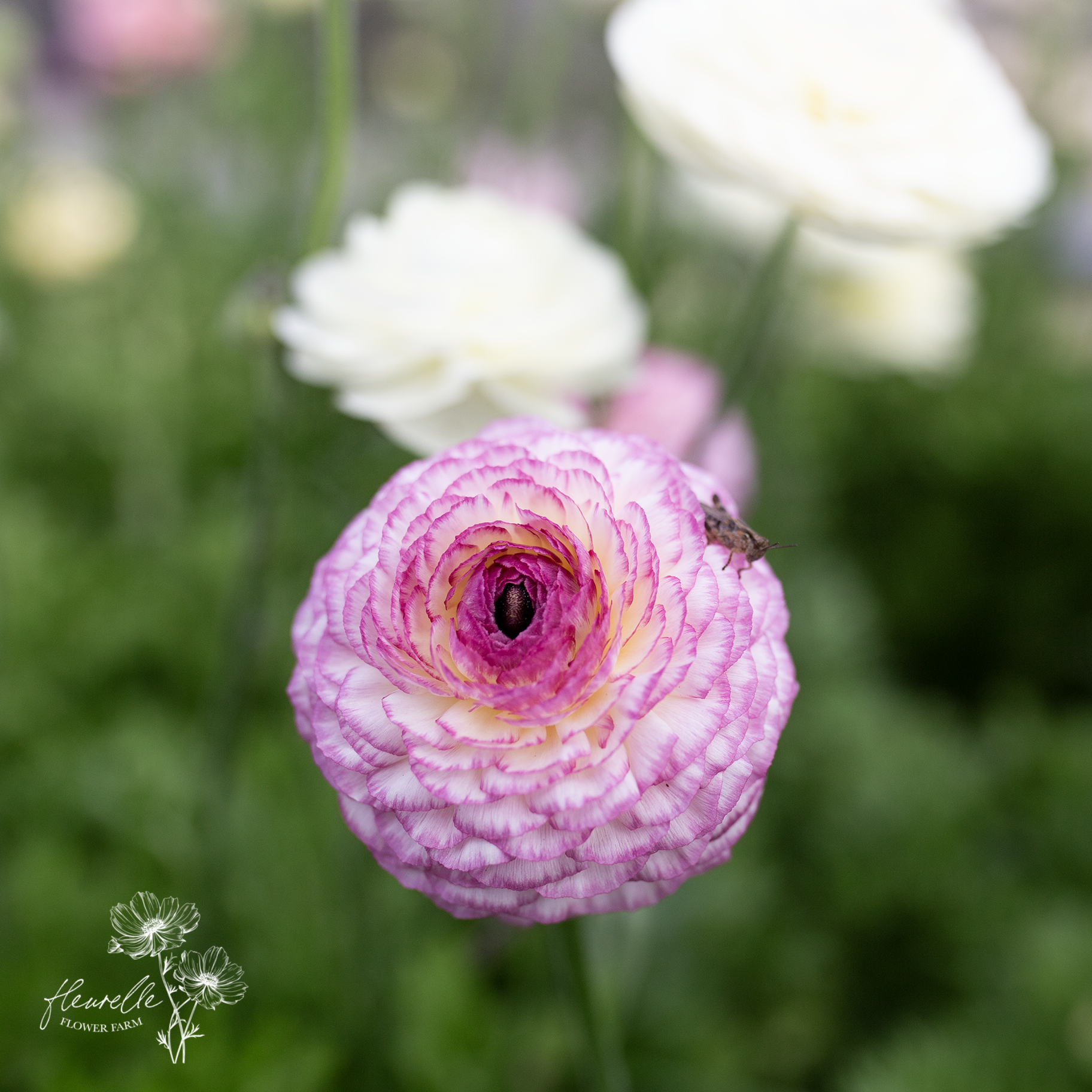 Ranunculus 'White Picotée'