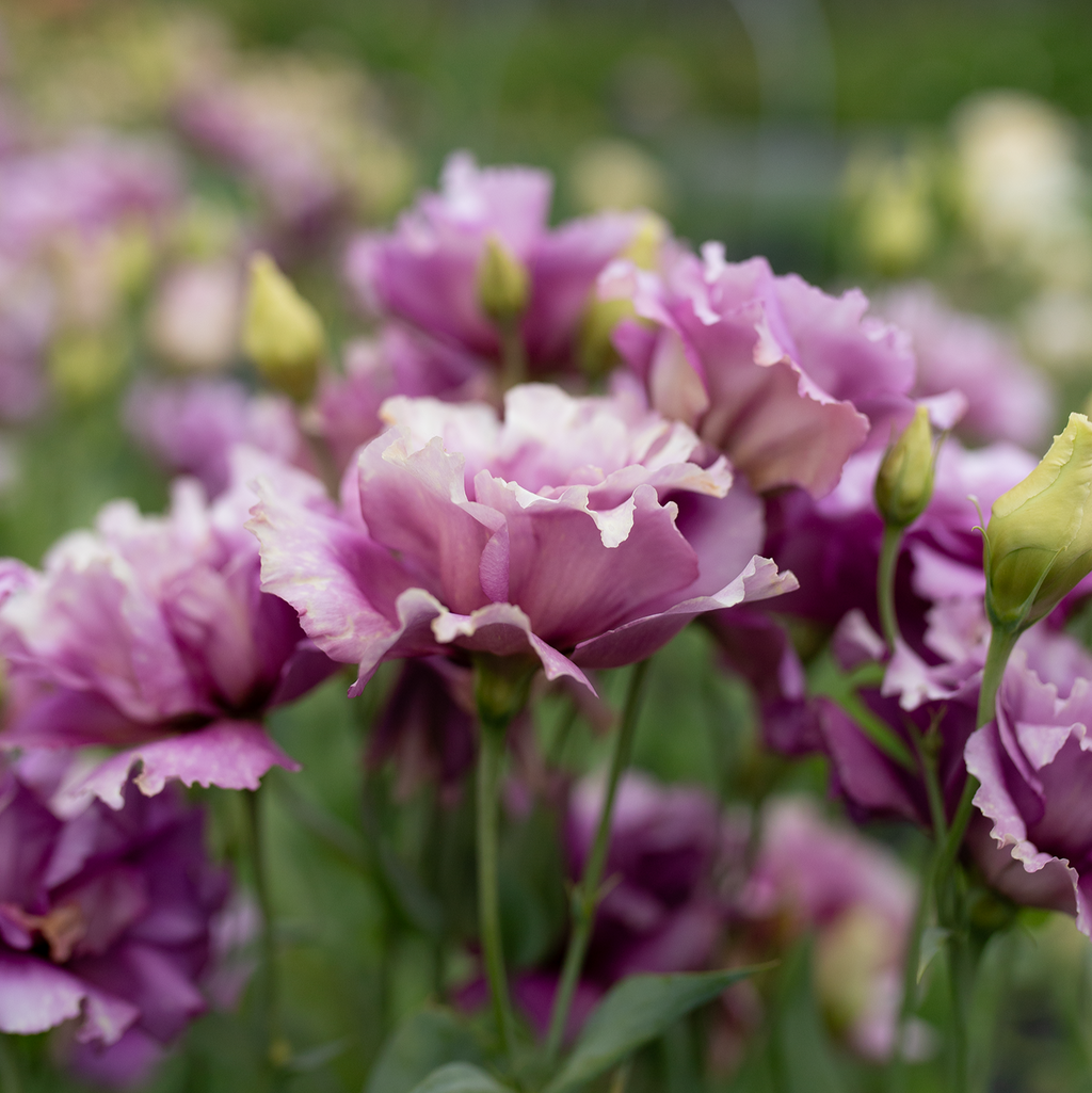 Lisianthus 'Wine'