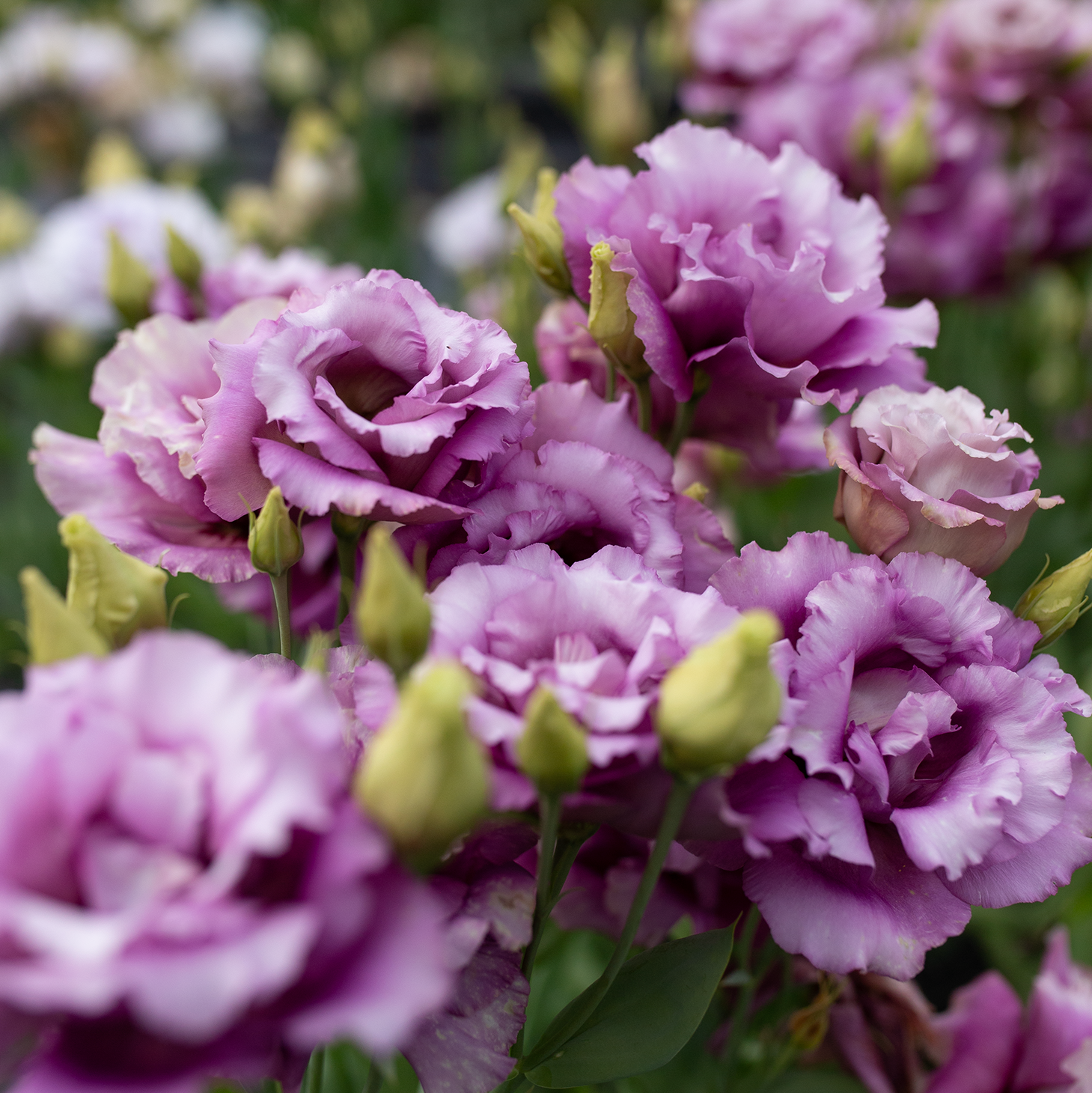 Lisianthus 'Wine'