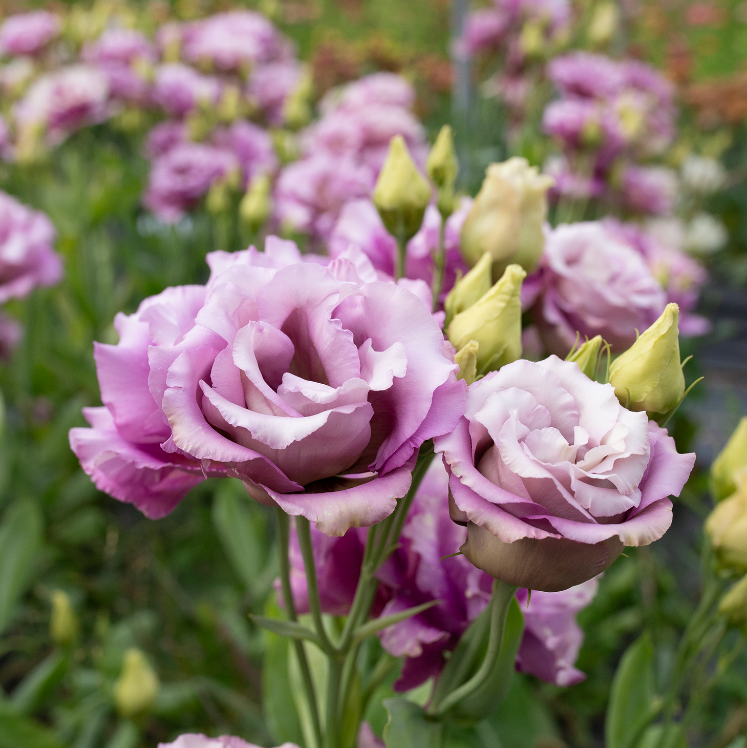Lisianthus 'Wine'