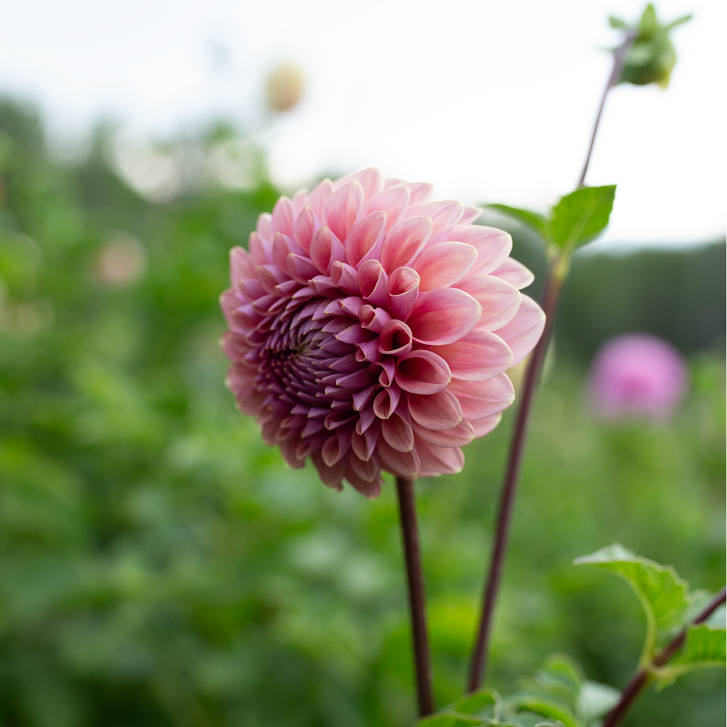 Dahlia 'Winkie Truffle'