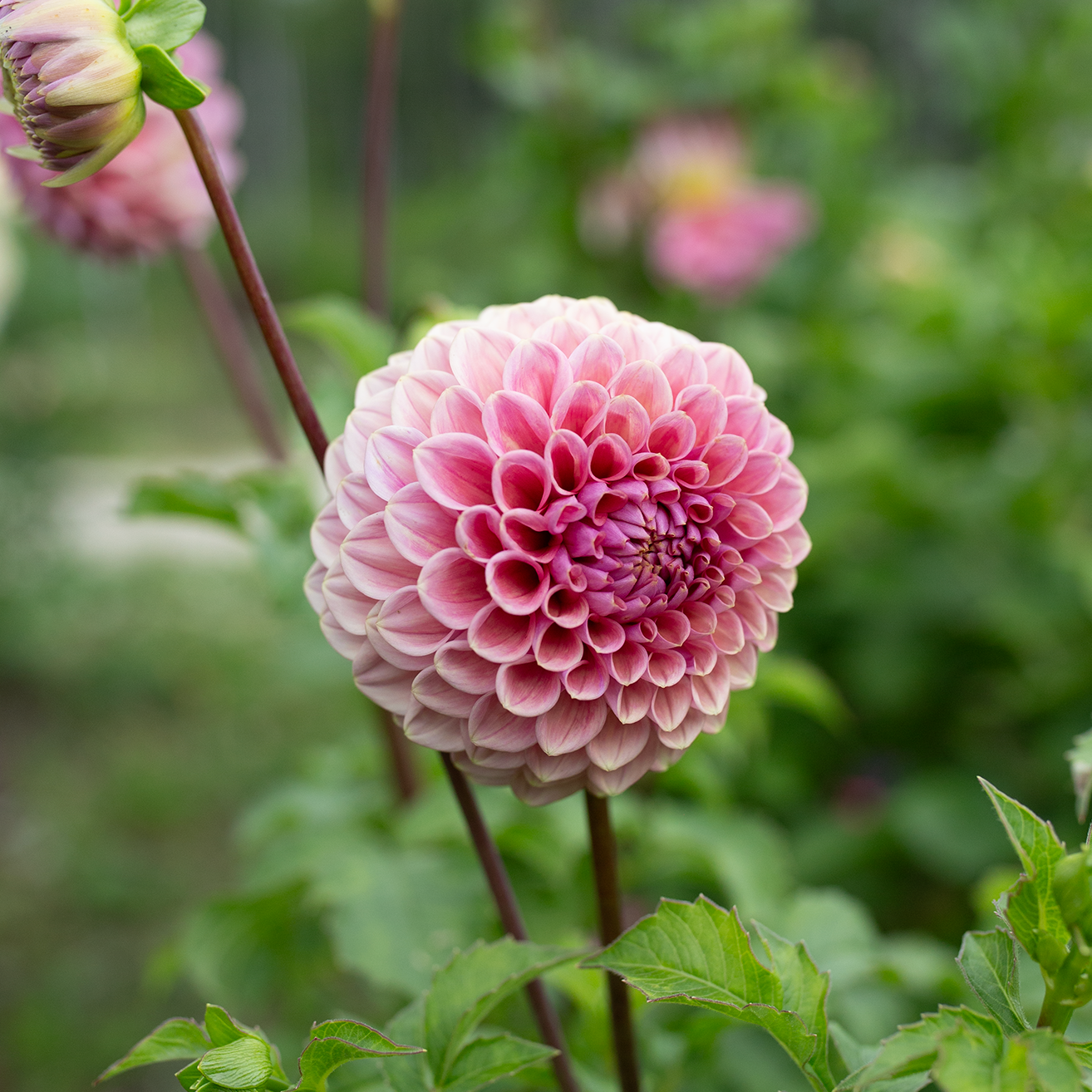 Dahlia 'Winkie Truffle'
